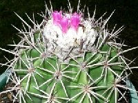 Melocactus curvispinus AHB96 (Cactus road, Nueva Esparta, Venezuela) JB